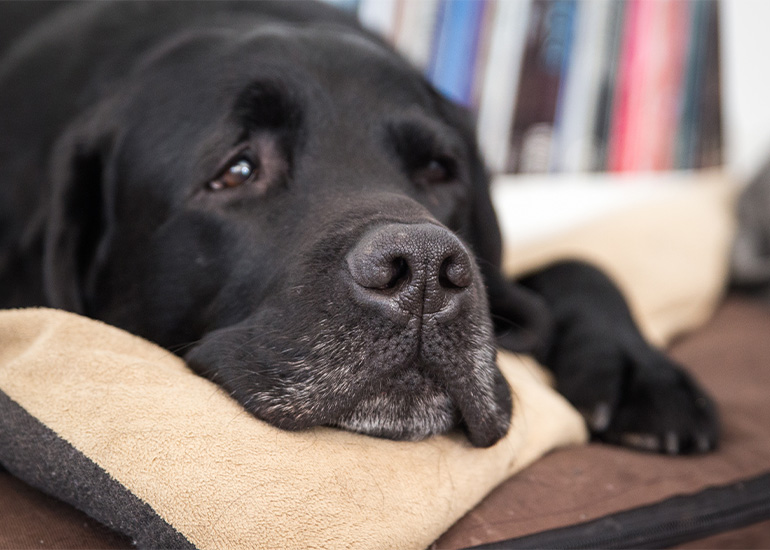 Sad black dog