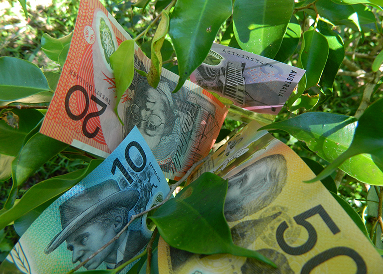 Australian banknotes amongst the leaves of a tree