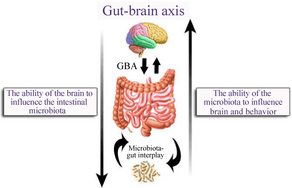 Gut brain axis infographic