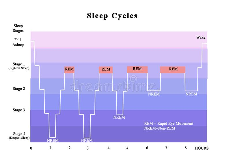Sleep Cycles graph