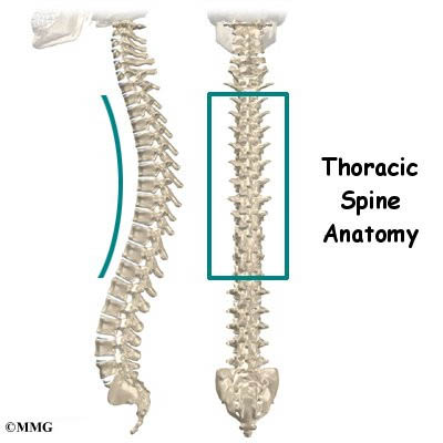 thoracic spine diagram