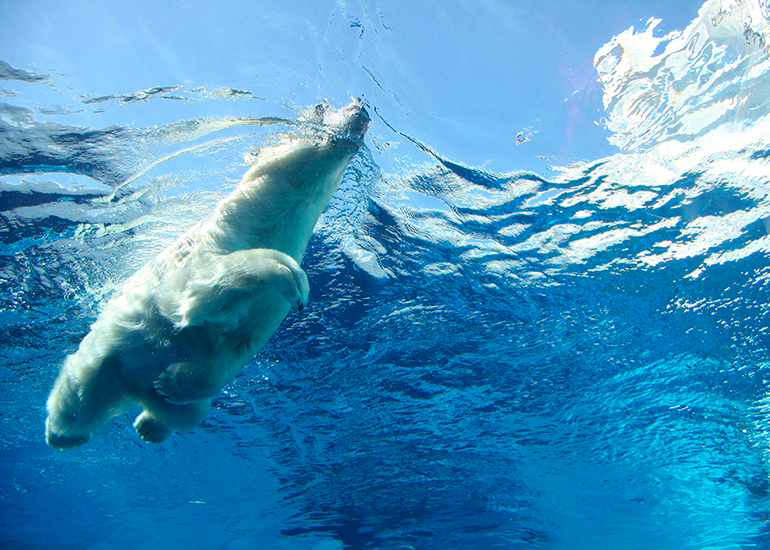 Polar bear swimming in water