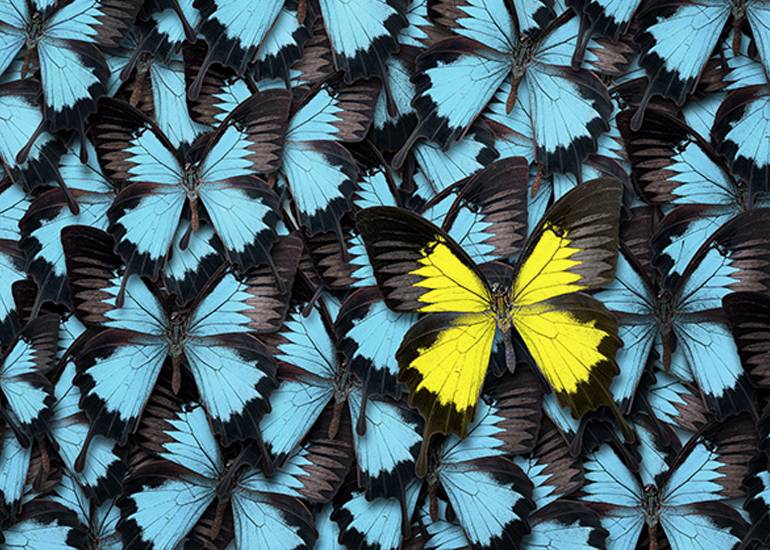 One yellow butterfly standing out in a background of blue butterflies