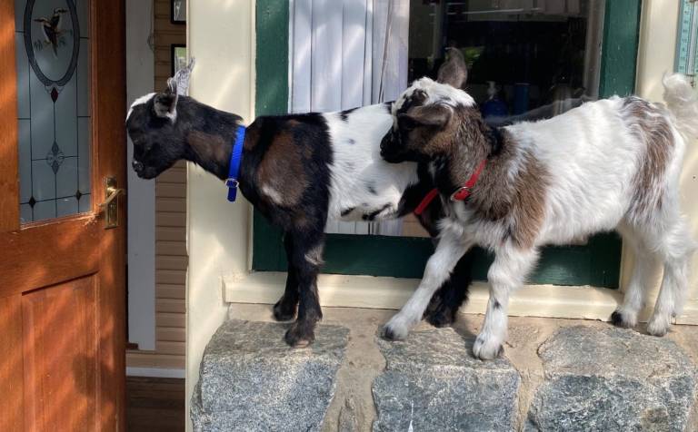 When you don’t know what else to do: choose joy and goats