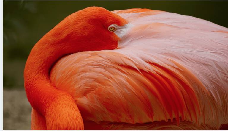 How to be a flamingo in a bucket full of crabs