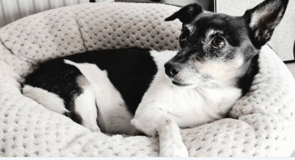 What my dog taught me about mindfulness