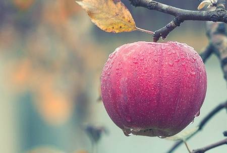Challenging the ‘Low-Hanging Fruit’ principle of business
