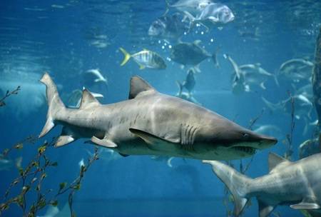 The 60-second pitch that got me a Shark Tank audition