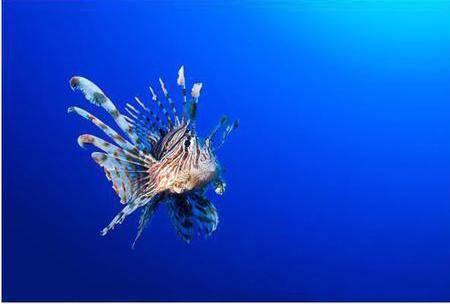 The lionfish lesson: tips for writing a business blog post