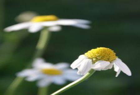 Business website tips: Is your website wilting?