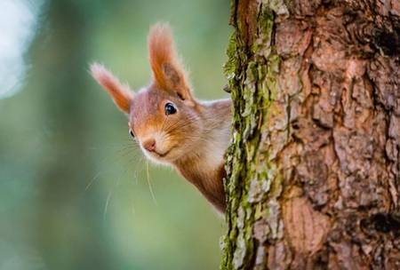 In business, it’s squirrels vs hippos – which are you?