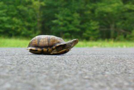 Are small businesses becoming digital roadkill?