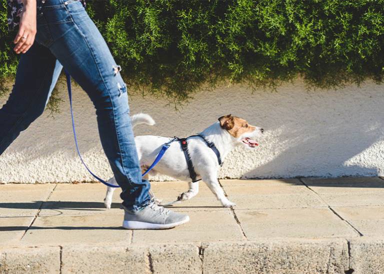 Yes you can do 10,000 steps a day even when you're working from home