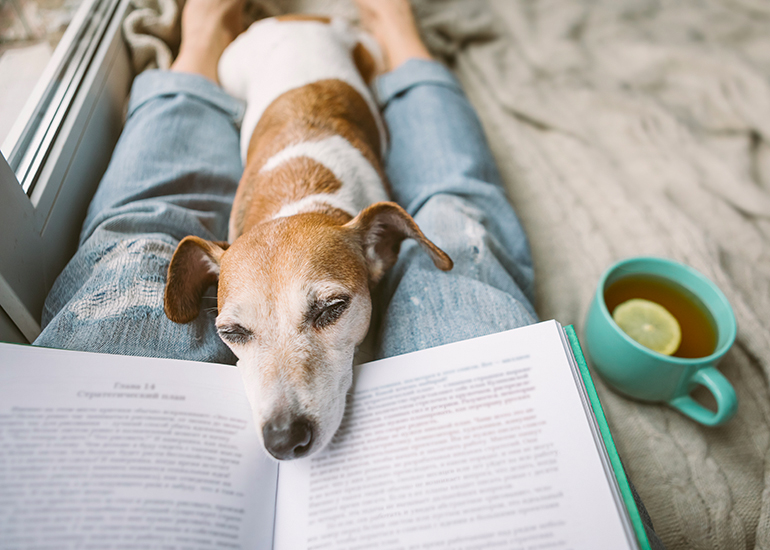 Person relaxing on couch with book and dog in their lap