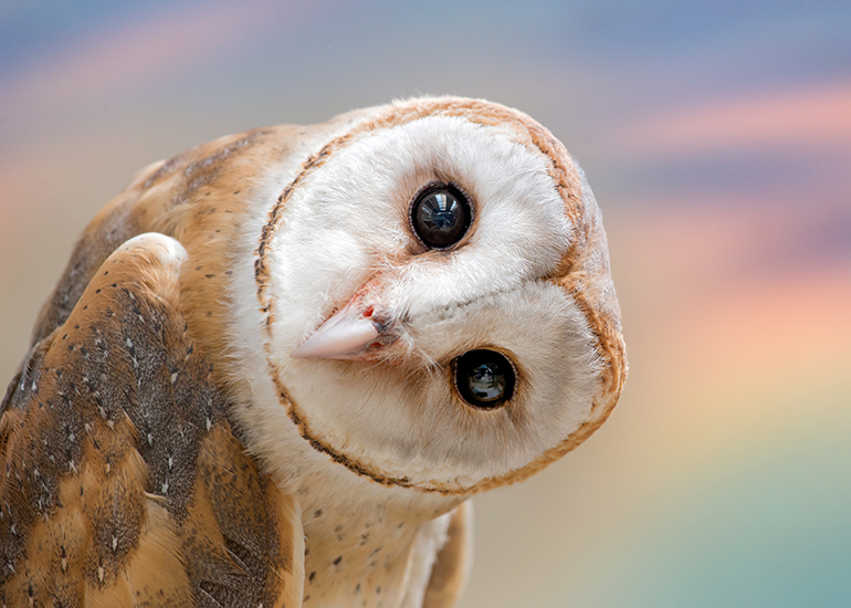 Owl with head tilted looking at camera