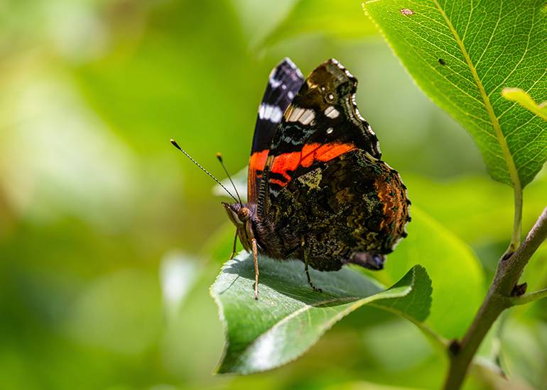 Wildlife photography- image of an admiral butterfly on a leaf-