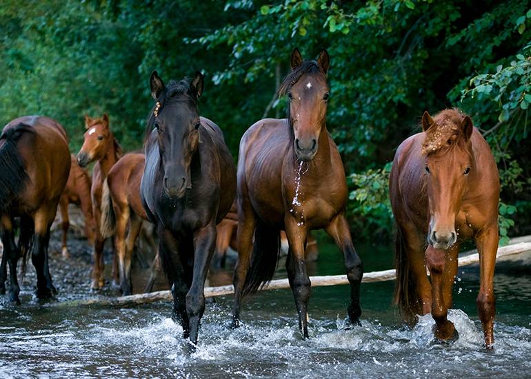 horses splashing abour at a waterhole. Will they convert from splashing to drinking?