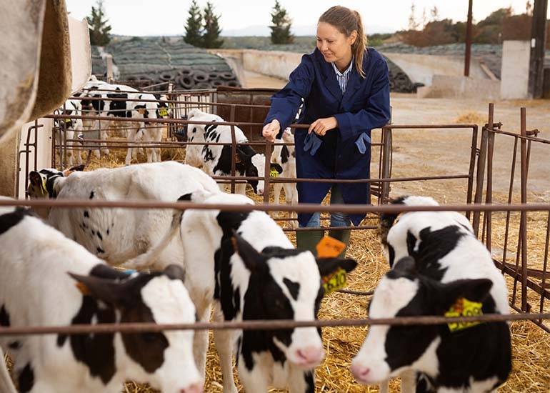 rural business- smialing woman with cows in a oen